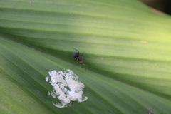 Camponotus rectangularis