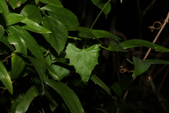 Zehneria cunninghamii