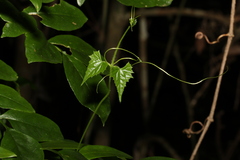 Zehneria cunninghamii