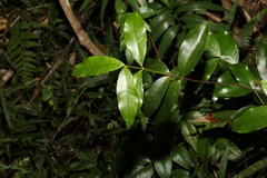 Melodinus australis