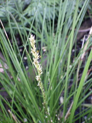 Carex virgata