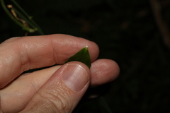 Melodinus australis