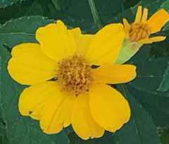 Calendula officinalis