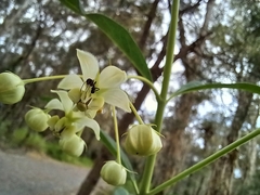 Gomphocarpus