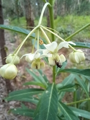 Gomphocarpus
