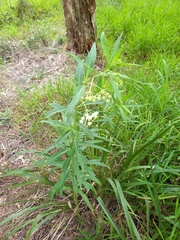 Gomphocarpus
