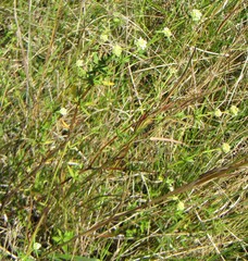 Spermacoce verticillata