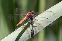 Rhodothemis lieftincki