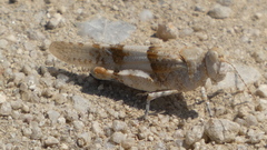 Sphingonotus caerulans