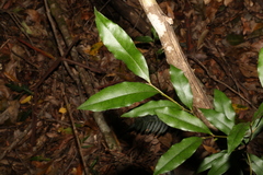 Diospyros pentamera