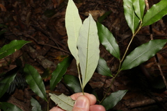 Diospyros pentamera