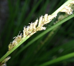 Carex virgata