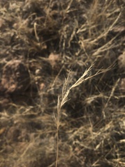 Scleropogon brevifolius