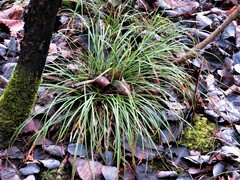 Carex pedunculata