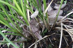 Carex virgata