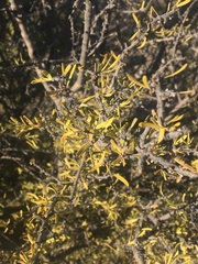 Forestiera