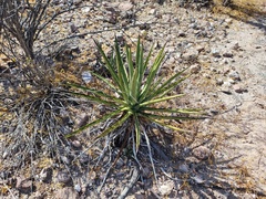 Agave datylio