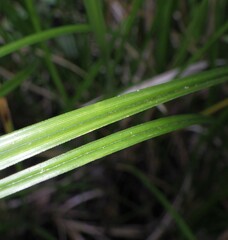 Carex virgata