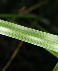 Carex virgata
