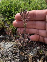 Draba streptocarpa
