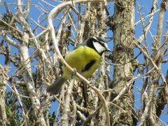 Cyanistes teneriffae