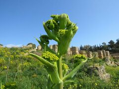 Ferula