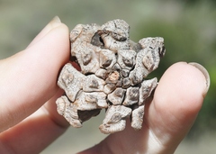 Melampodium leucanthum