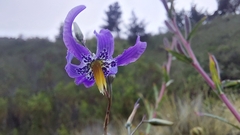 Conanthera bifolia