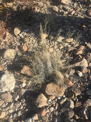 Bouteloua trifida