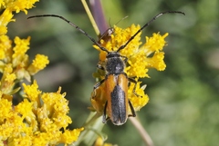 Crossidius pulchellus