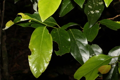 Cryptocarya erythroxylon