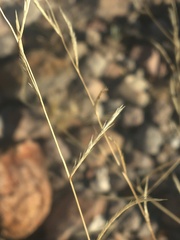 Bouteloua trifida