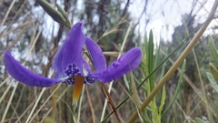 Conanthera bifolia
