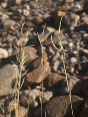 Bouteloua trifida