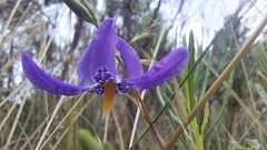Conanthera bifolia