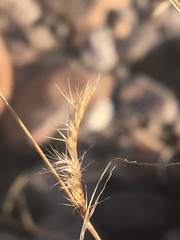 Bouteloua trifida
