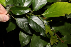 Cryptocarya erythroxylon