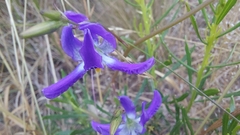 Conanthera bifolia