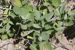 Mandevilla macrosiphon