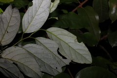 Cryptocarya erythroxylon
