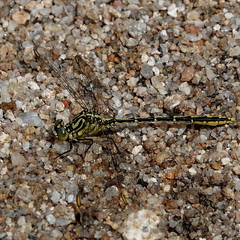 Austrogomphus guerini