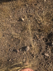 Sporobolus flexuosus