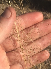 Sporobolus flexuosus