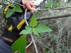 Montanoa tomentosa