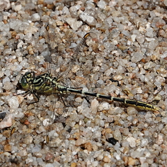 Austrogomphus guerini