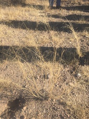 Sporobolus flexuosus