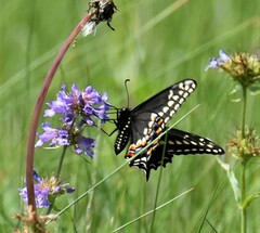 Papilio