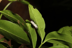 Ethmia clytodoxa