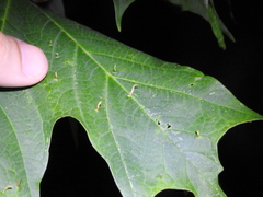 Vasates aceriscrumena