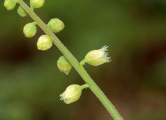 Mitella diphylla